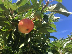 Wild and Recycled Garden apple